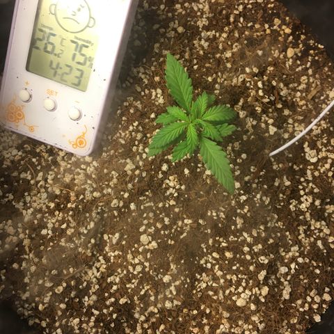 1 growlog timeline photo