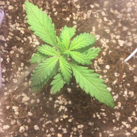 1 growlog timeline photo