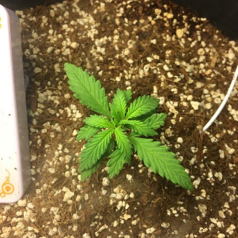 1 growlog timeline photo