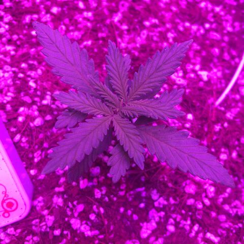 1 growlog timeline photo