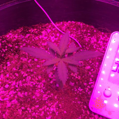 1 growlog timeline photo