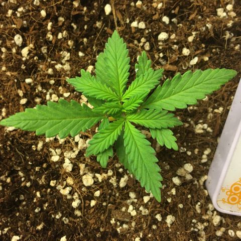 1 growlog timeline photo