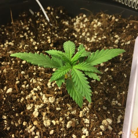 1 growlog timeline photo