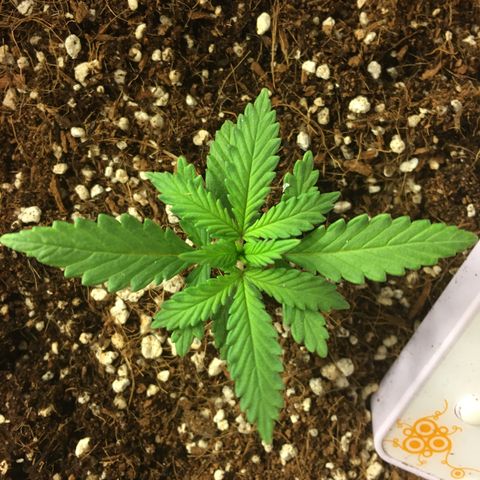 1 growlog timeline photo