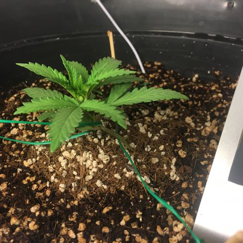 1 growlog timeline photo