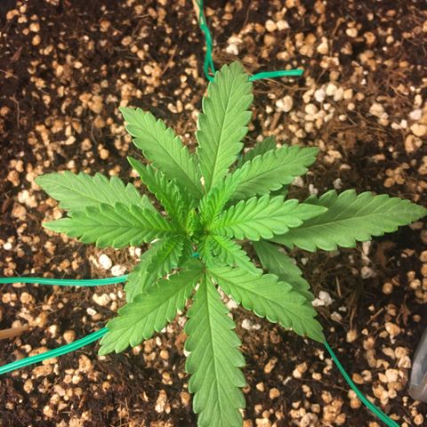 1 growlog timeline photo