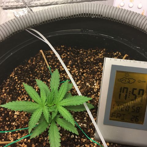 1 growlog timeline photo