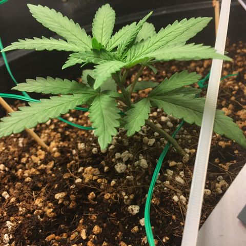 1 growlog timeline photo