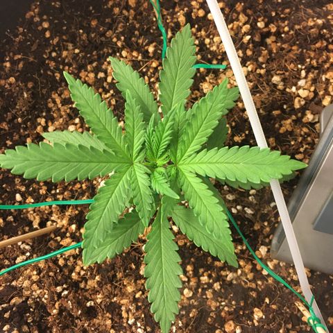 1 growlog timeline photo