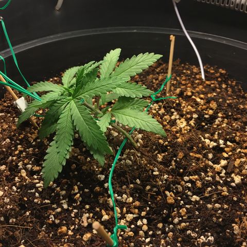 1 growlog timeline photo