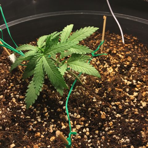 1 growlog timeline photo