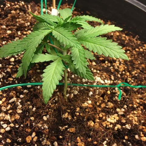 1 growlog timeline photo