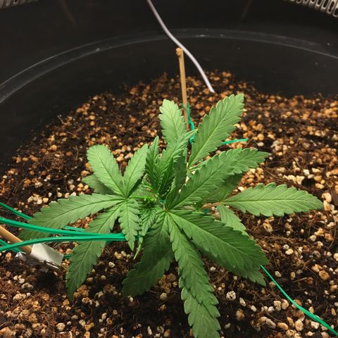 1 growlog timeline photo