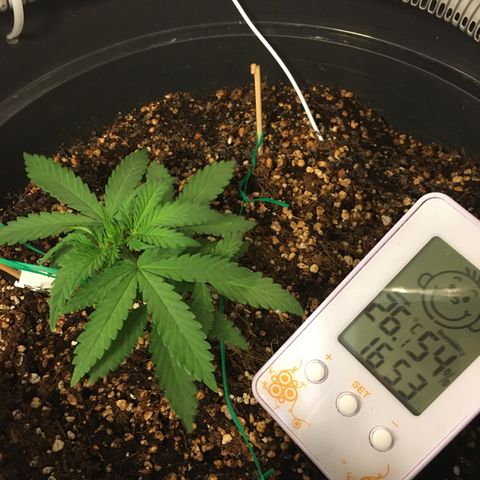 1 growlog timeline photo