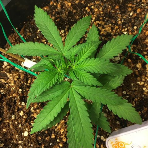 1 growlog timeline photo