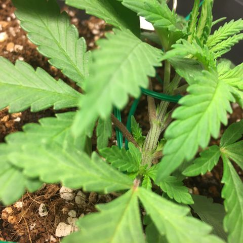 1 growlog timeline photo