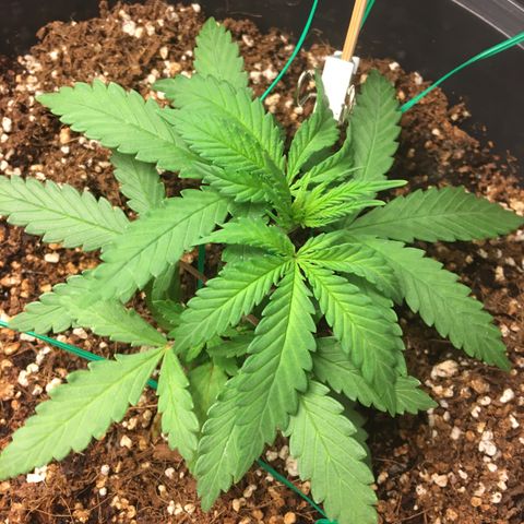 1 growlog timeline photo