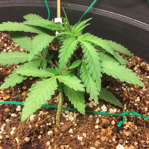 1 growlog timeline photo
