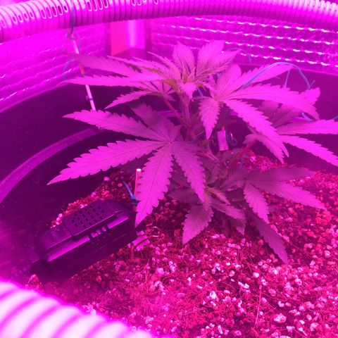 1 growlog timeline photo