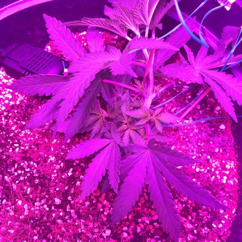 1 growlog timeline photo