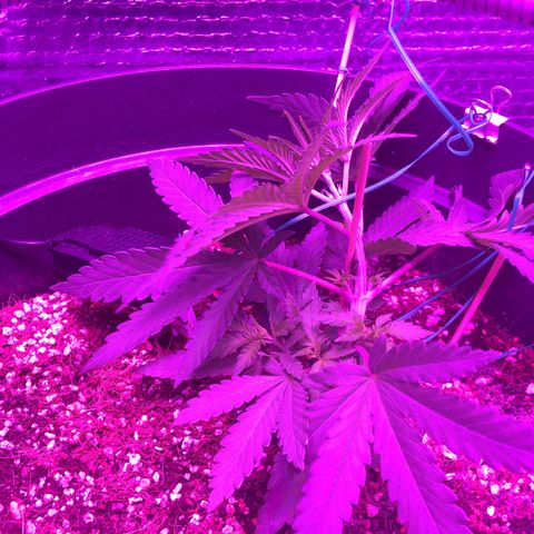 1 growlog timeline photo