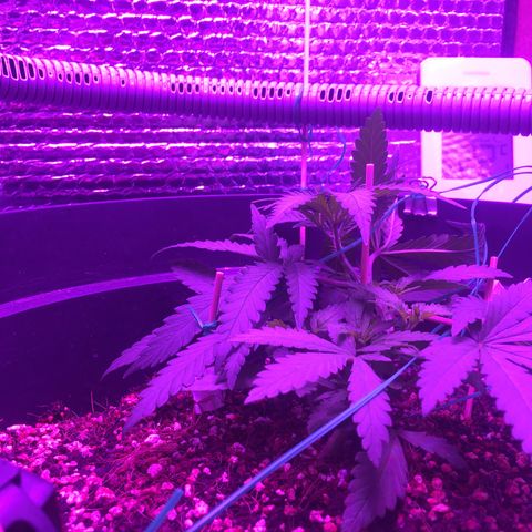 1 growlog timeline photo