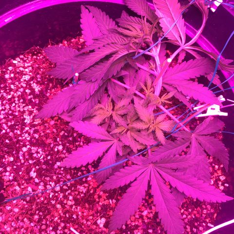 1 growlog timeline photo