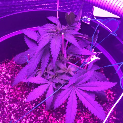 1 growlog timeline photo