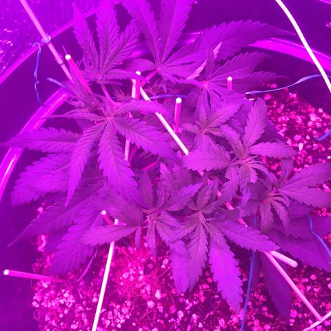 1 growlog timeline photo