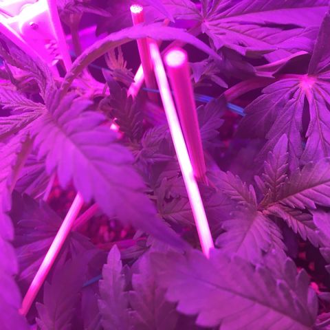 1 growlog timeline photo