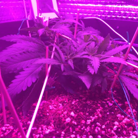 1 growlog timeline photo