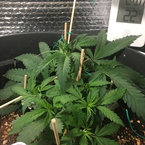 1 growlog timeline photo