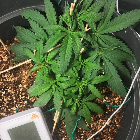 1 growlog timeline photo