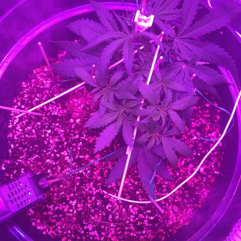 1 growlog timeline photo