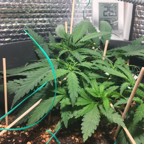 1 growlog timeline photo