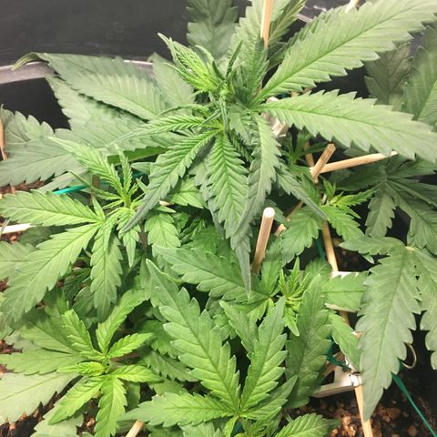 1 growlog timeline photo