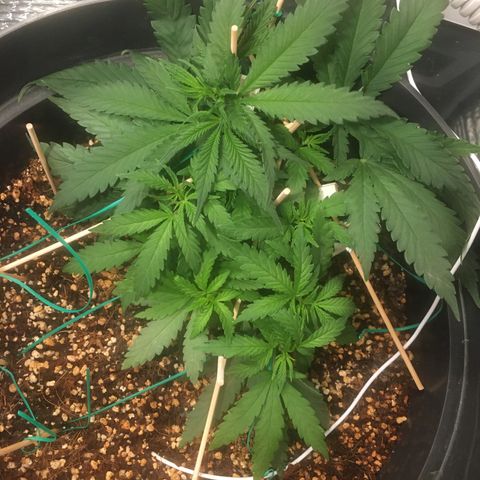 1 growlog timeline photo