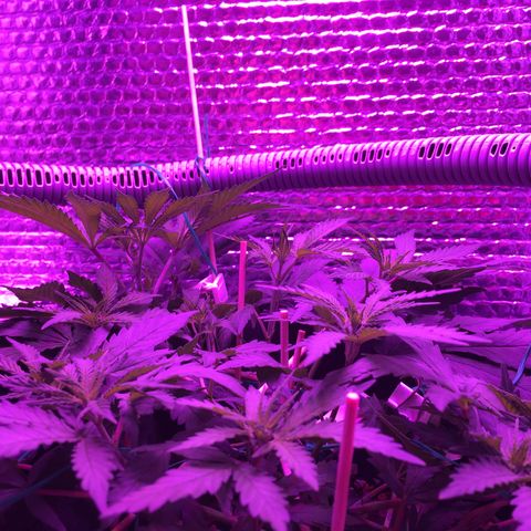 1 growlog timeline photo