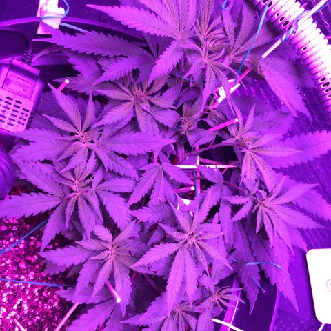 1 growlog timeline photo