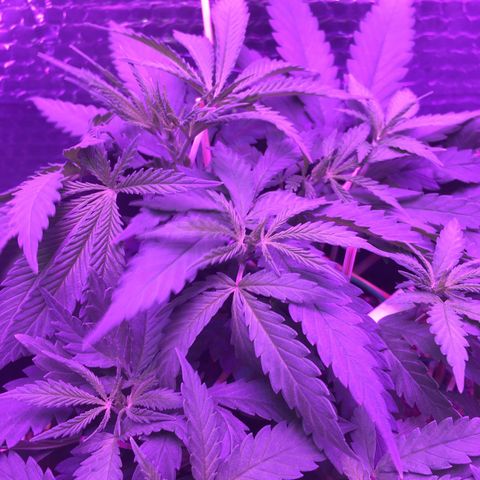 1 growlog timeline photo