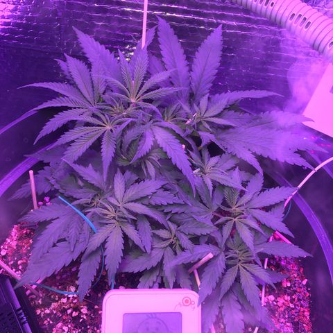 1 growlog timeline photo