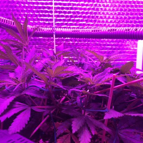1 growlog timeline photo