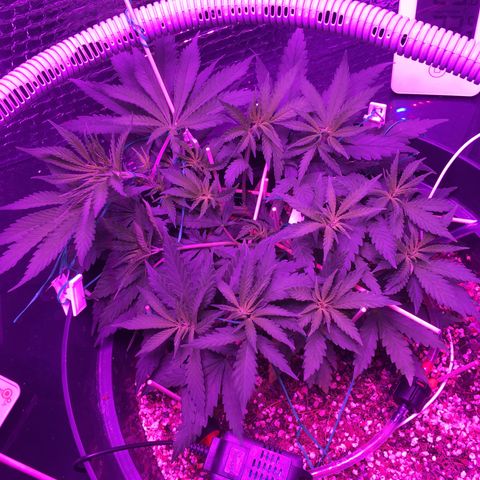 1 growlog timeline photo