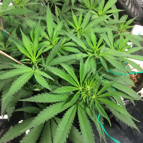 1 growlog timeline photo