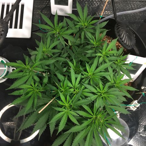 1 growlog timeline photo