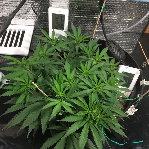 1 growlog timeline photo