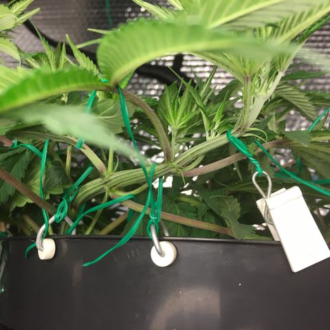 1 growlog timeline photo