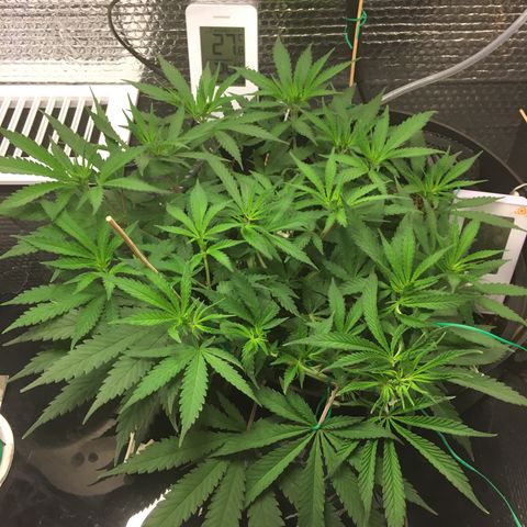 1 growlog timeline photo
