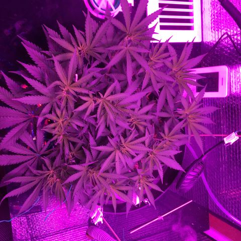1 growlog timeline photo