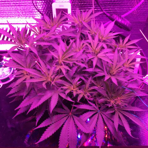 1 growlog timeline photo